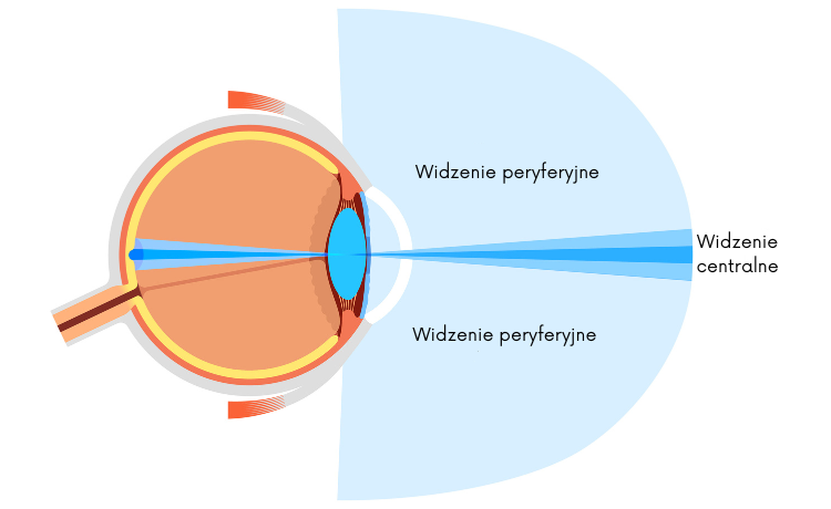 Widzenie centralne i peryferyjne 