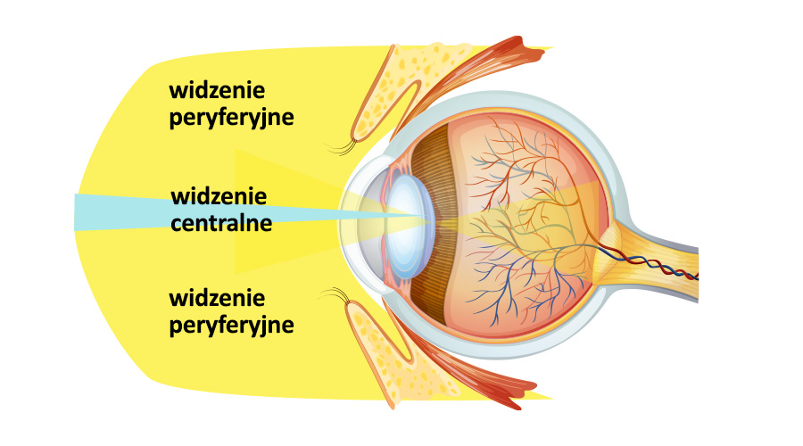 widzenie peryferyjne schemat